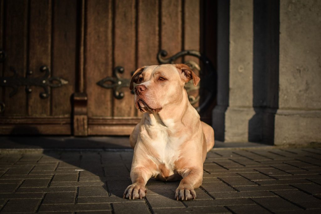 Inaya, jolie american staffordshire