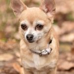 Nina, maman chihuahua